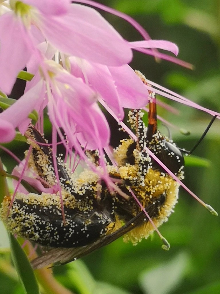 Hay Fever and Singing: How Allergies Can Affect Your&nbsp;Voice